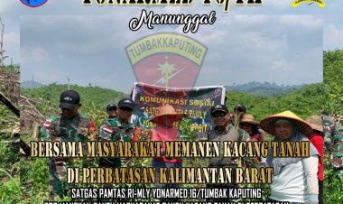 Manunggal dengan rakyat, Dansatgas Pamtas RI-Malaysia Yon Armed 16 TK Lakukan Panen Raya Kacang Tanah Di Mangkau