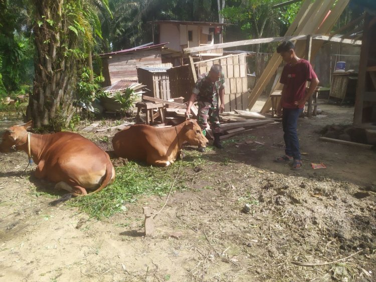 Babinsa Koramil 05/Peranap Pantau dan Cek Kesehatan Ternak Milik Warga Terkait Wabah PMK