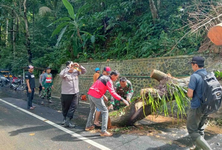 TNI-Polri Evakuasi Pohon Tumbang di Watulimo