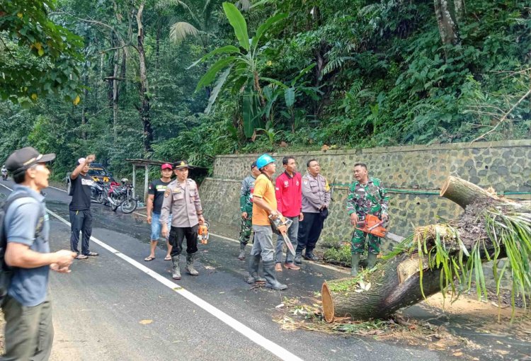 TNI-Polri Evakuasi Pohon Tumbang di Watulimo
