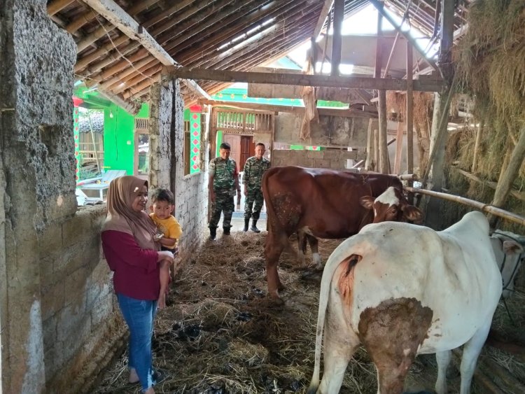 Babinsa Sragen Cek Kesehatan Sapi Warga Demi Ketahanan Pangan