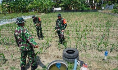 Dansatgas TMMD 125 Surakarta Tinjau Lahan Jagung Perkuat Ketahanan Pangan