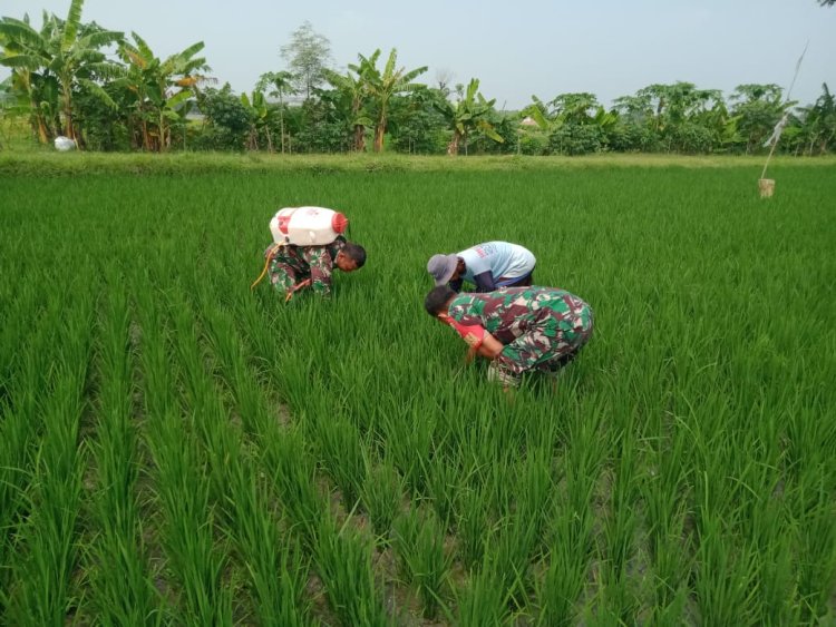 Babinsa Sragen Dampingi Petani Cabuti Gulma Cegah Gagal Panen