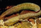 Riset BRIN: Sidat Ungguli Salmon dalam Kandungan Omega-3