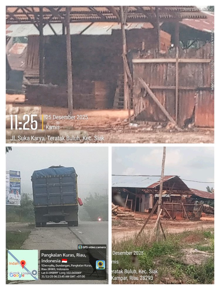 Hutan Riau Terancam, Somel Ilegal Marak di Kampar