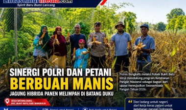 Ketahanan Pangan Bengkalis Menguat, Jagung Hibrida 1 Ton Berhasil Dipanen di Batang Duku