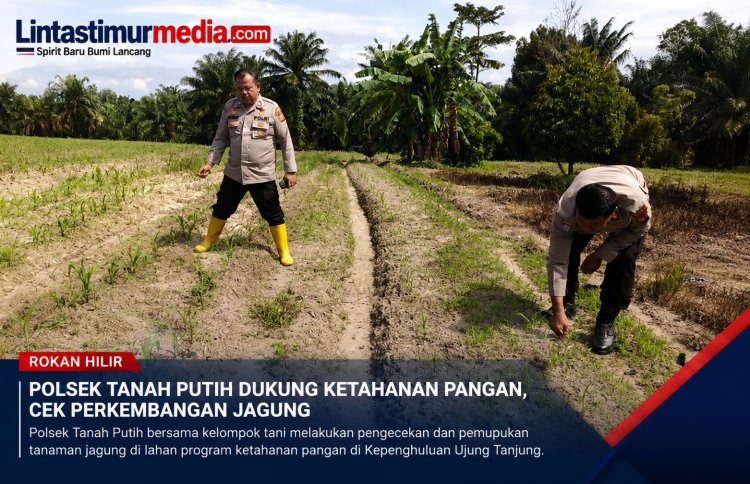 Polsek Tanah Putih Cek Jagung Ketahanan Pangan di Rokan Hilir