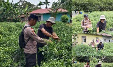 Bhabinkamtibmas Desa Bantar Panen Cabai Rawit, Dukung Ketahanan Pangan Meranti