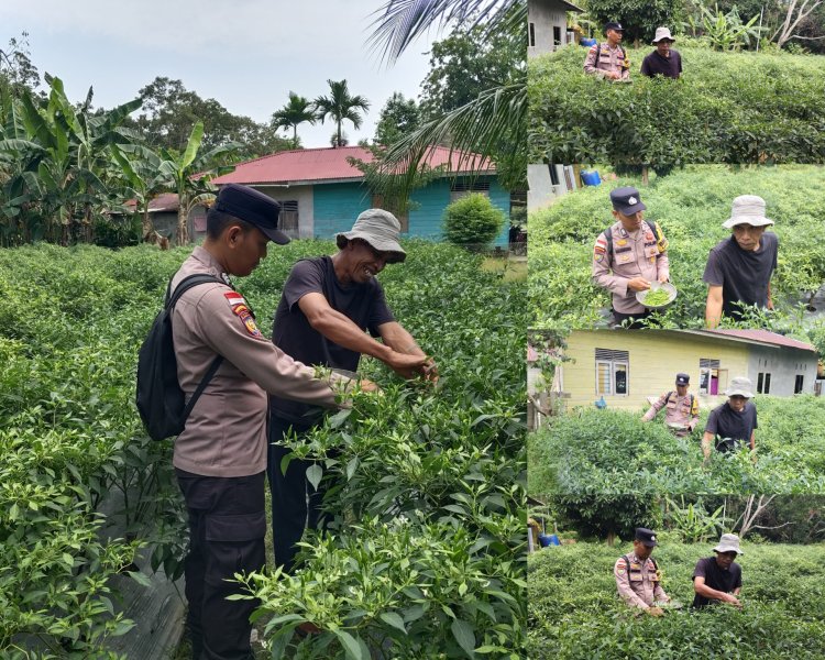 Bhabinkamtibmas Desa Bantar Panen Cabai Rawit, Dukung Ketahanan Pangan Meranti