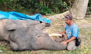 Gajah Diego Mati di PLG Minas Riau